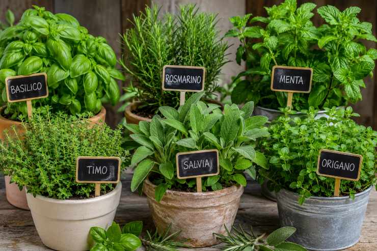 piante aromatiche